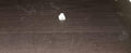 BMW Expanding Nut 51711874203 GENUINE Set Of 3